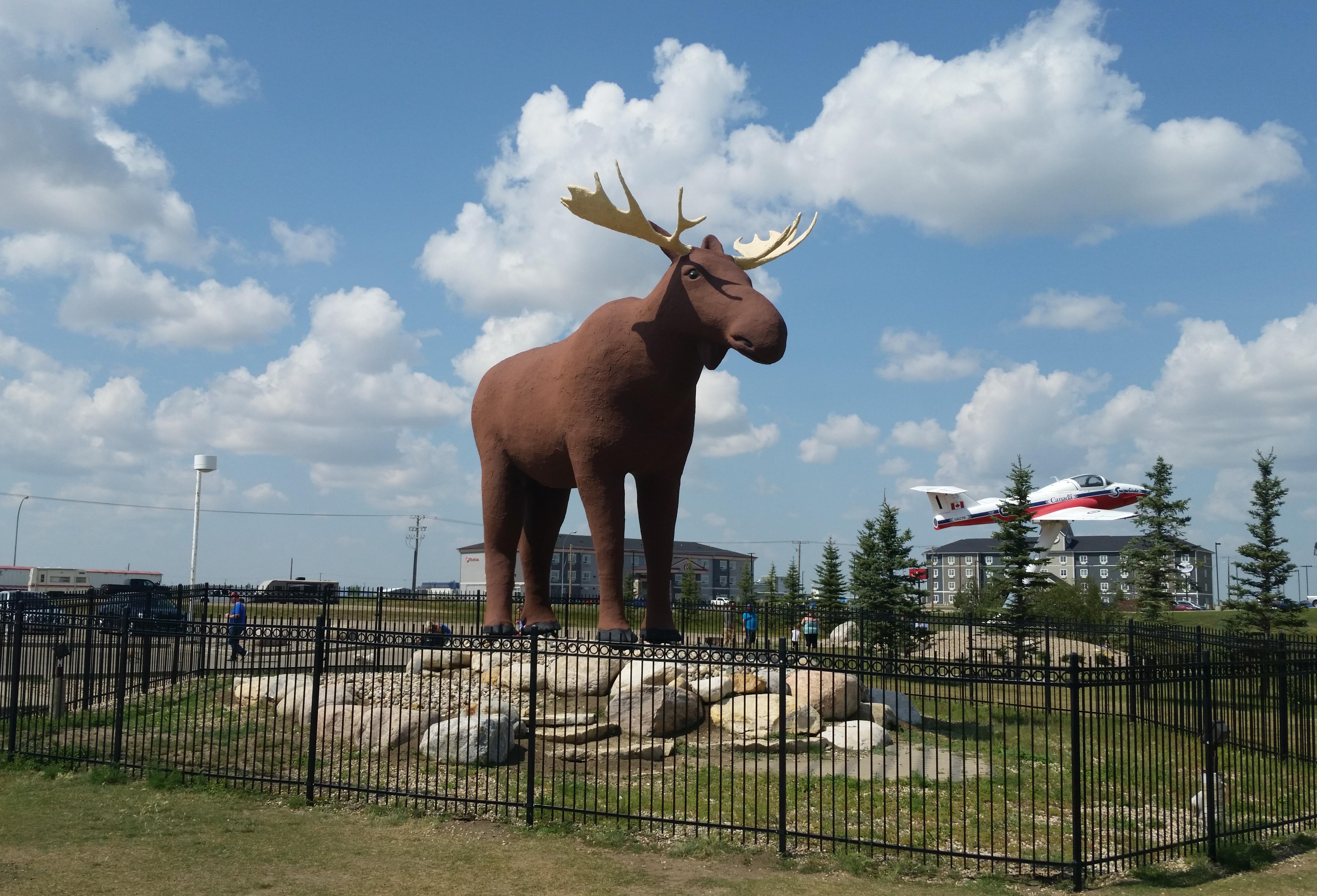 Mac the Moose in Saskatchewan